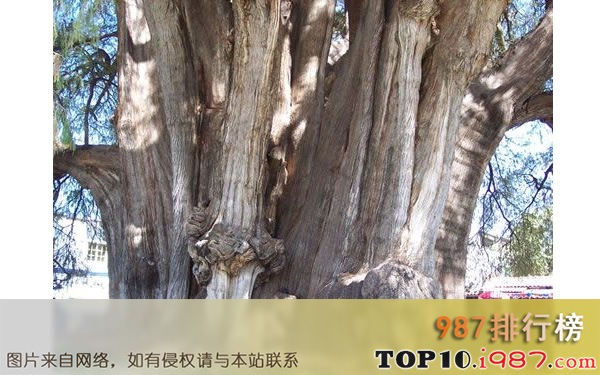 十大世界奇树之最茂盛的树