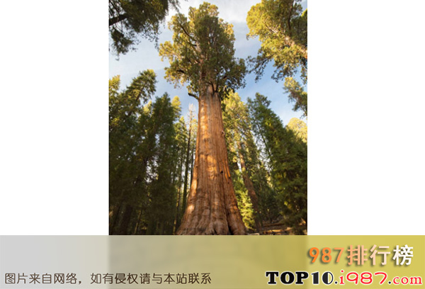 十大世界奇树之巨大的美洲杉