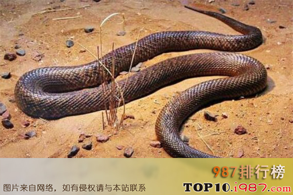 十大世界毒性最强的生物之大班蛇