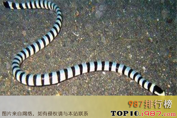 十大世界毒性最强的生物之剑尾海蛇
