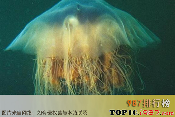 十大世界剧毒水母之发形霞水母