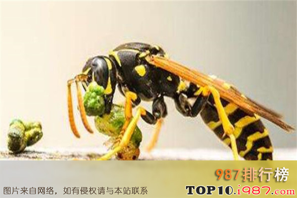 十大世界致命昆虫之日本大黄蜂