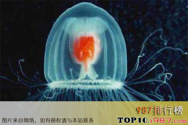 十大世界最长寿动物之灯塔水母