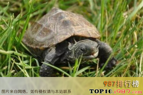 十大世界最长寿动物之乌龟
