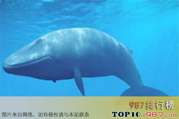 十大世界最长寿动物之弓头鲸
