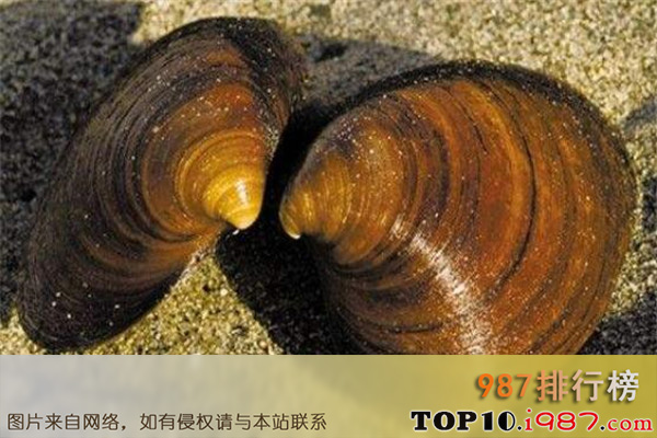 十大世界最长寿动物之海洋圆蛤