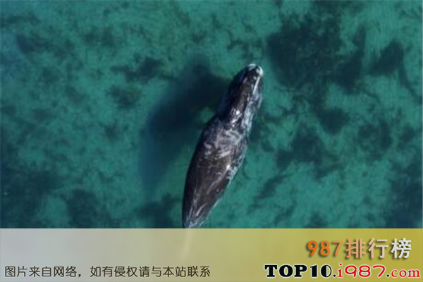 十大世界最大的动物之露脊鲸