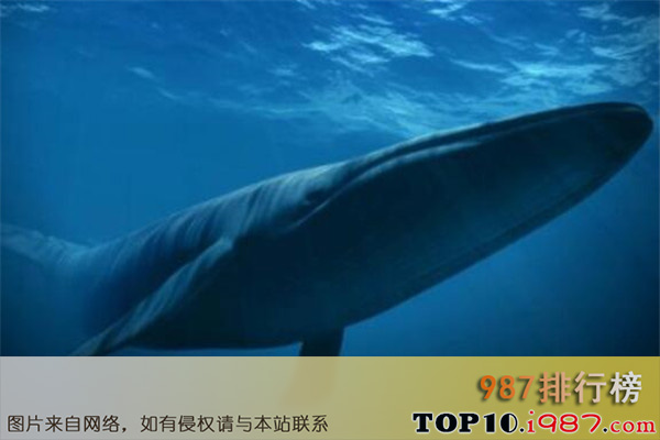 十大世界最大的动物之蓝鲸