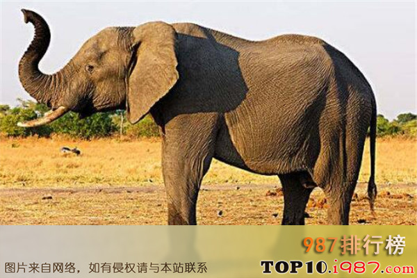 十大世界最大的动物之非洲象