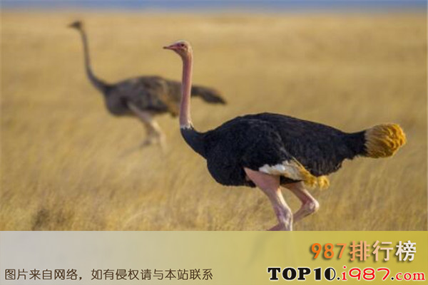 十大世界最大的动物之非洲鸵鸟