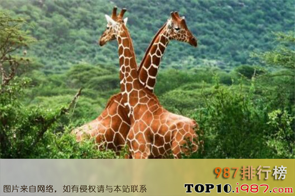 十大世界最大的动物之长颈鹿