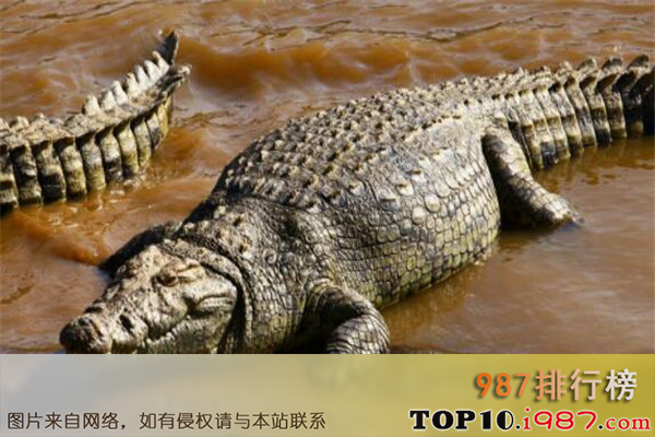 十大世界最大的动物之鳄鱼