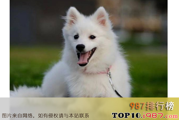 十大世界可爱狗狗之日本银狐犬