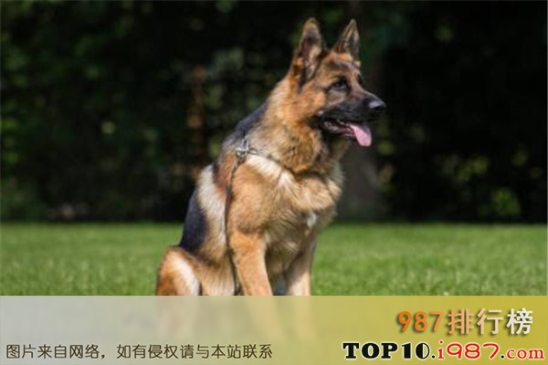 世界十大名犬智商排名之德国牧羊犬