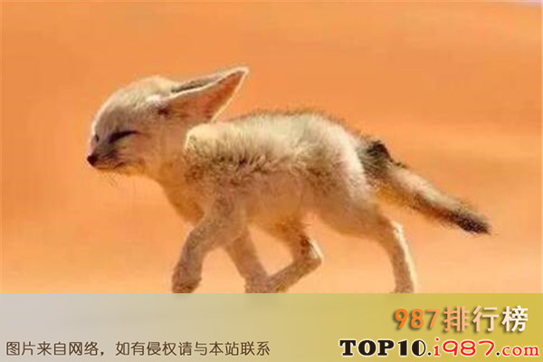 十大世界最萌最可爱动物之非洲狐