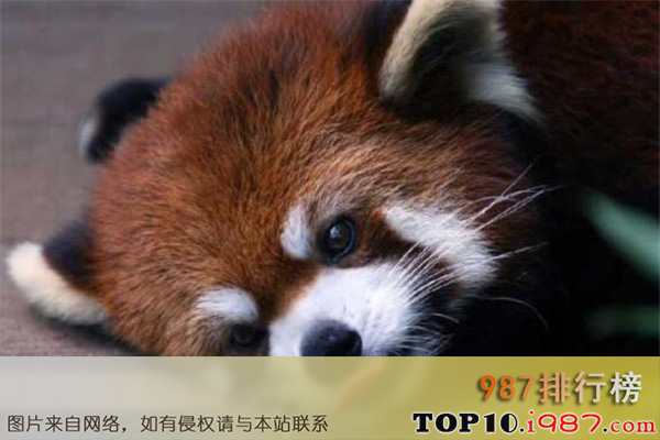 十大世界最萌最可爱动物之小熊猫