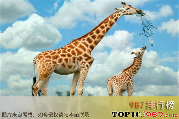 十大世界最萌最可爱动物之小长颈鹿