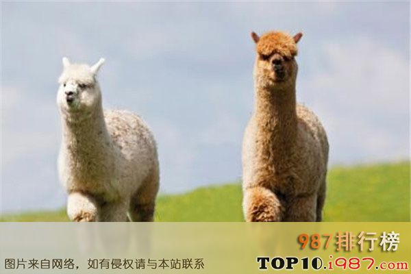 十大世界最萌最可爱动物之羊驼