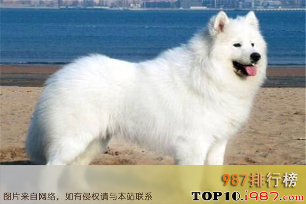 十大世界智商最高的动物之狗