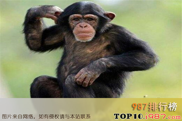 十大世界智商最高的动物之黑猩猩