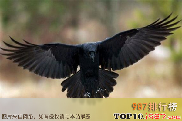 十大世界智商最高的动物之乌鸦
