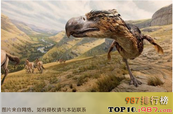 十大世界凶猛古生物之泰坦巨鸟