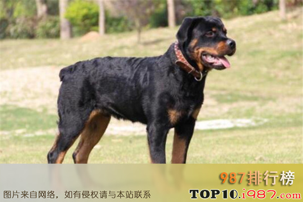 十大世界最凶猛的军犬之罗威纳犬