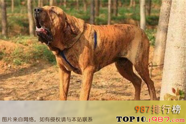 十大世界最凶猛的军犬之巴西獒犬