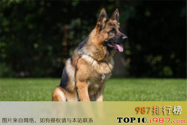 十大世界最凶猛的军犬之德国牧羊犬