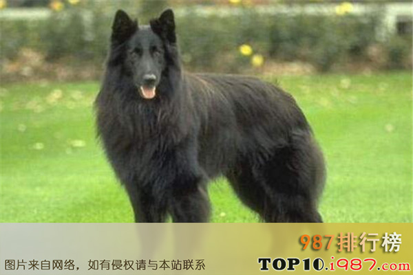 十大世界最凶猛的军犬之比利时牧羊犬