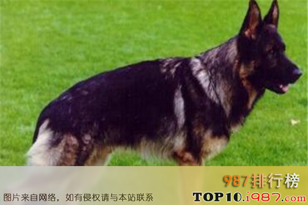 十大世界最凶猛的军犬之中国昆明犬