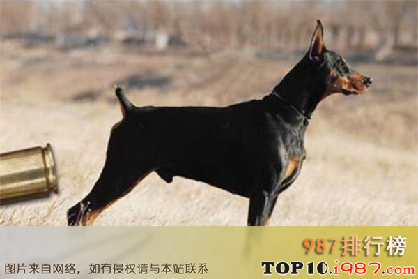 十大世界最凶猛的军犬之多伯曼犬