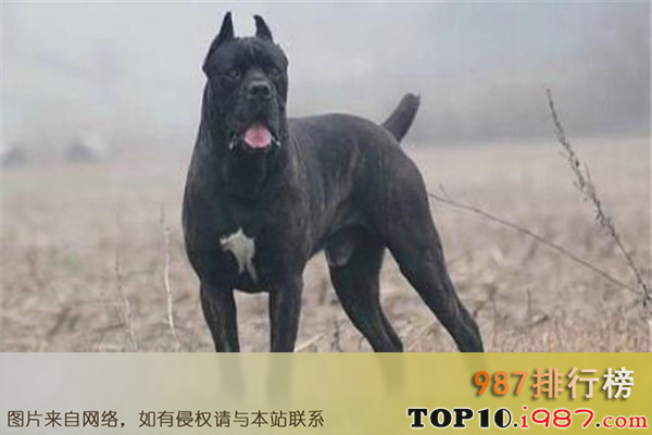 十大世界最凶猛的军犬之卡斯罗犬