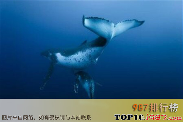 十大世界深海鱼类之仿鲸科