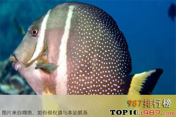 十大世界深海鱼类之银眼鲷科
