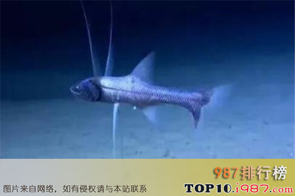 十大世界深海鱼类之炉眼鱼科