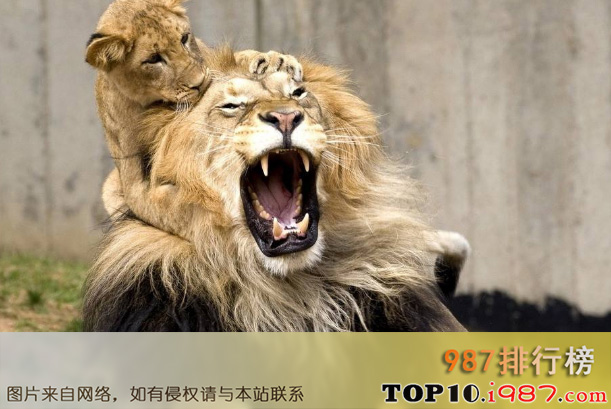 世界上最危险的十大动物之狮子