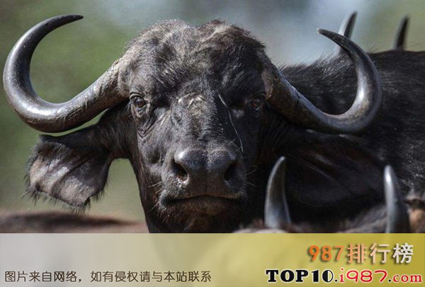 十大世界上最危险的动物之非洲水牛