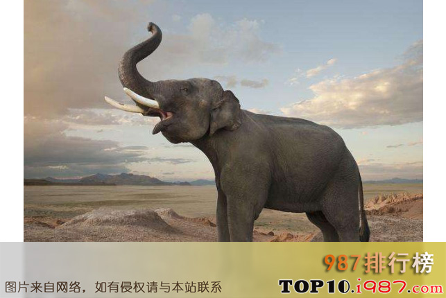 世界上最危险的十大动物之大象