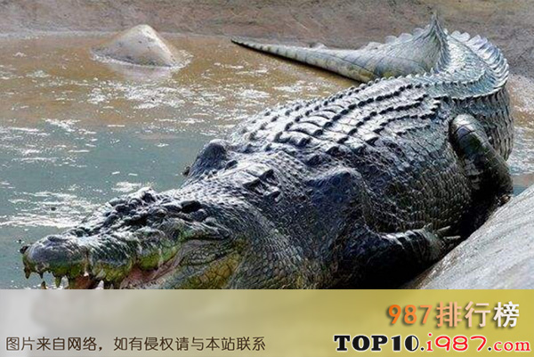 世界上最危险的十大动物之湾鳄