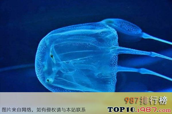 十大世界上最危险的动物之方水母