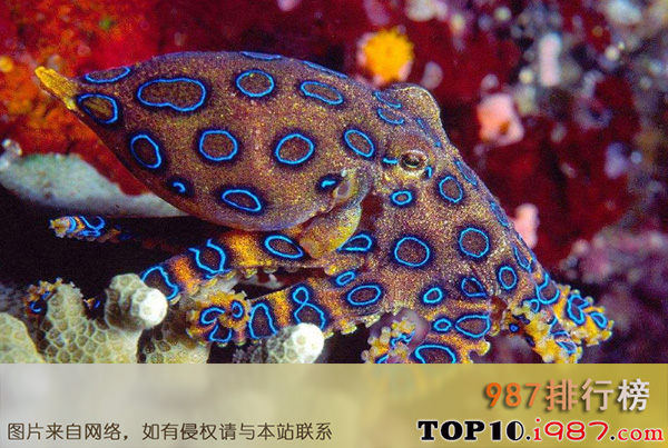 十大世界上最危险的动物之蓝纹章鱼