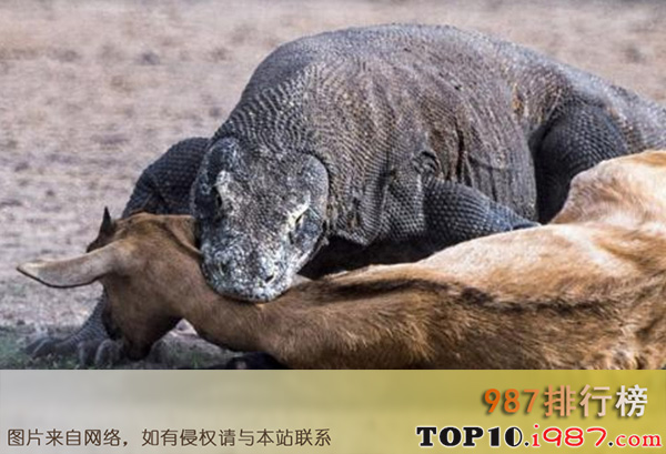 十大世界上最危险的动物之科莫多巨蜥