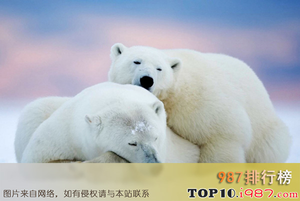 世界上最危险的十大动物之北极熊