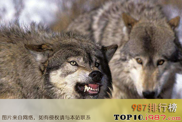 十大世界上最危险的动物之北美灰狼