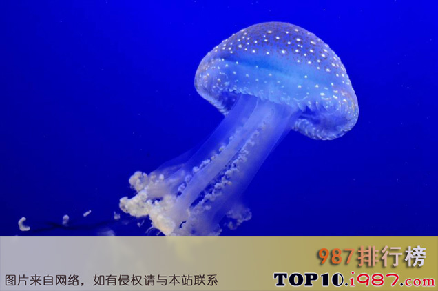 十大世界最美水母之澳洲斑点水母