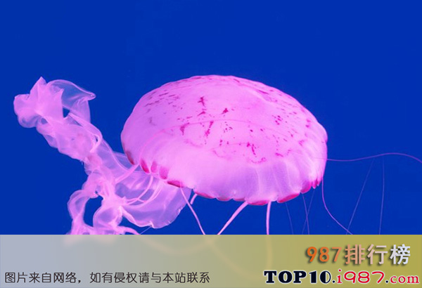 十大世界最美水母之紫海刺水母