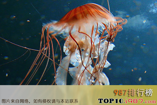 十大世界最美水母之diplulmaris水母