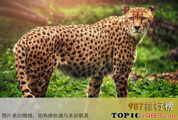 十大世界上最危险猫科动物之猎豹