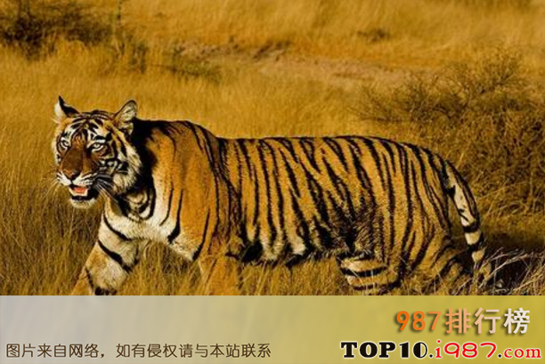 十大世界上最危险猫科动物之孟加拉虎